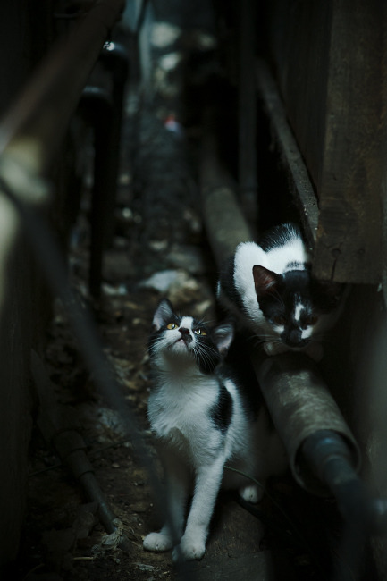 出发弹跳力与速度数据关系,弹跳力发力点在哪里