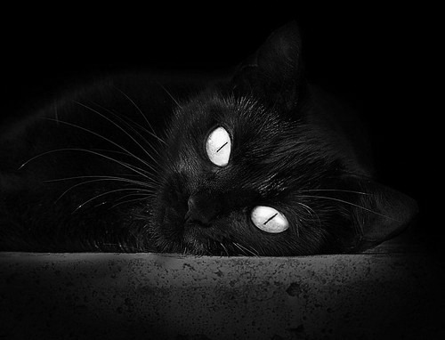 勒沃库森连续冲击打穿密集防守,勒沃库森首发