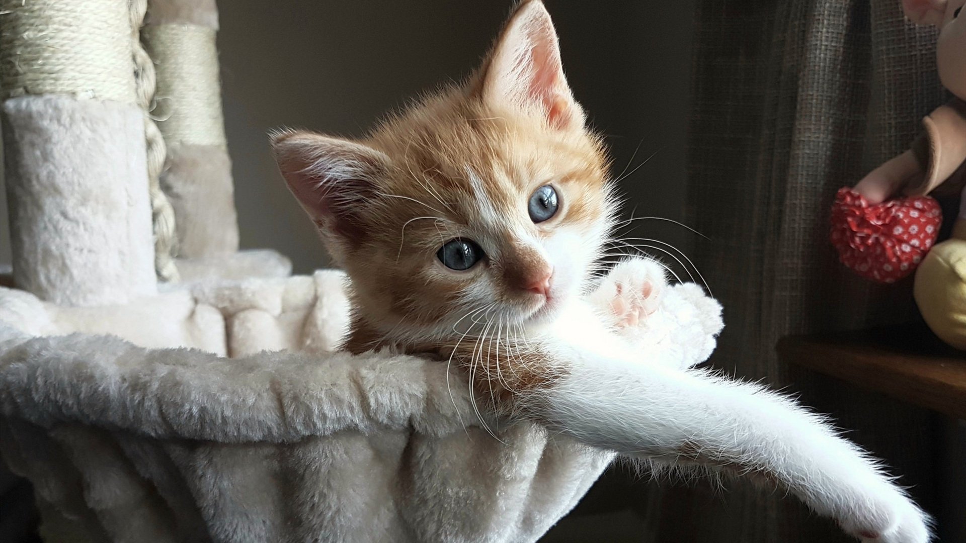 世界杯历史上的传奇球员，世界杯历代记